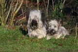 SKYE TERRIER 057